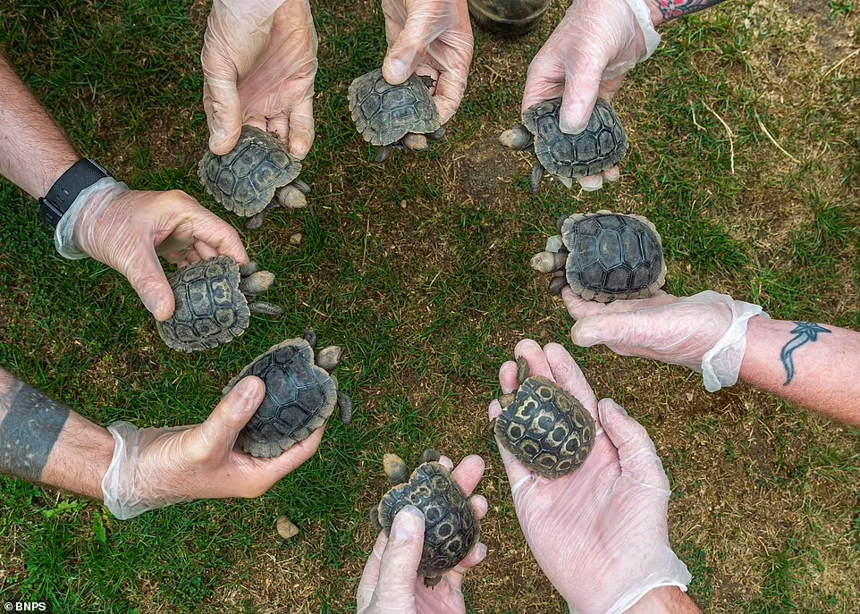 لاک‌پشت 70 ساله با 8 بچه جلوی انقراض را گرفت + عکس
