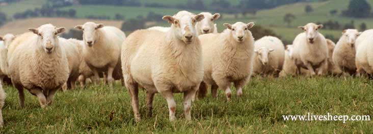 گوسفنده زنده + گوسفنده زنده لایوشیپ + قیمت گوسفنده زنده