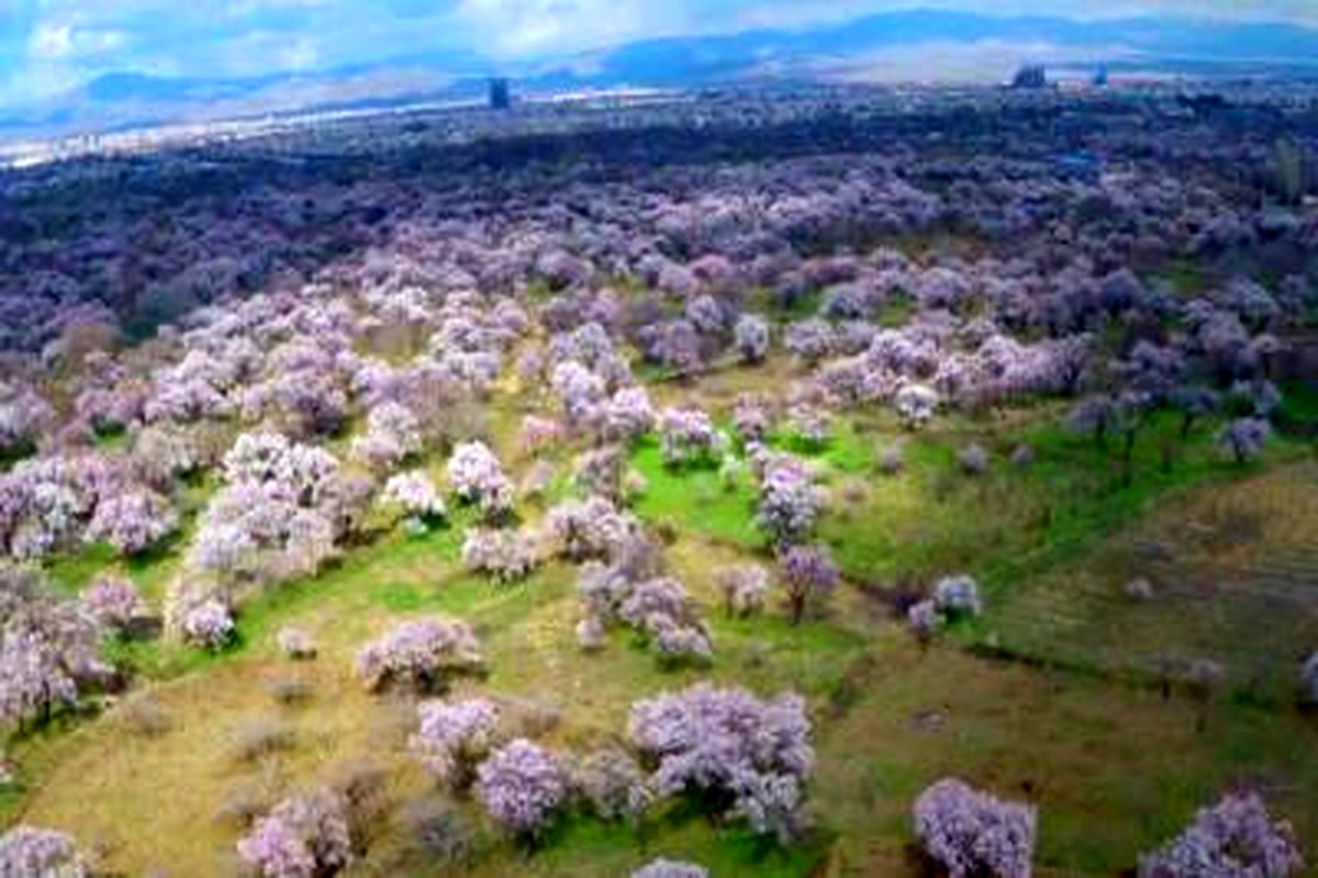 تصمیم گیری در مورد باغستان قزوین با استفاده از نظر باغداران پیش کسوت صورت گیرد