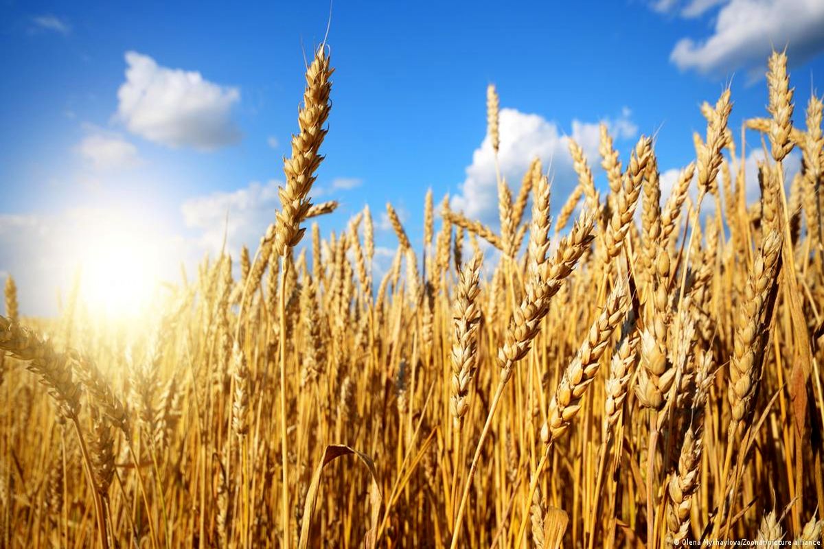 خرید تضمینی ۲۵۵ هزارتن گندم از کشاورزان استان لرستان