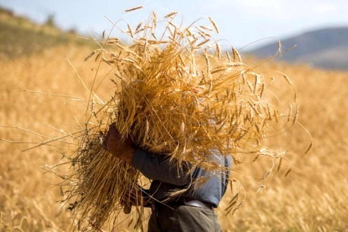 خرید دو هزار و ۴۵۲ تن گندم از کشاورزان شهرستان تبریز