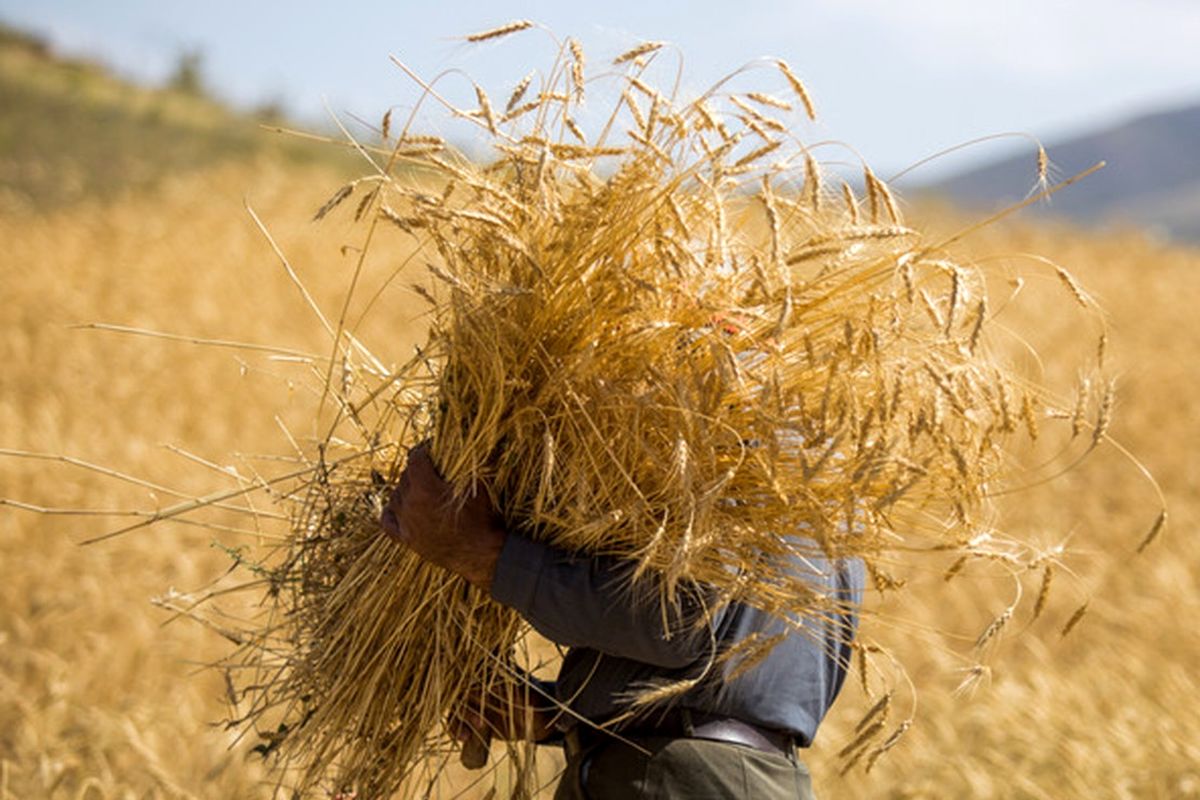 ۳۴ هزار تن گندم مازاد بر مصرف کشاورزان، خرید تضمینی شد