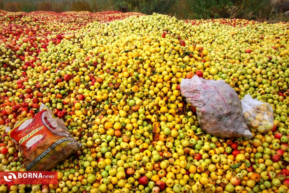 خرید ۱۷ هزار تن سیب صنعتی از باغداران آذربایجان‌غربی
