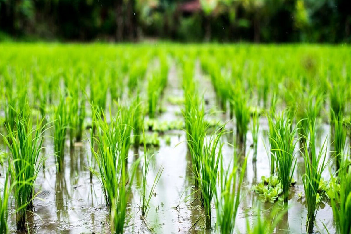 هدفگذاری برای افزایش ۷۰ هزار هکتاری سطح کشت قراردادی برنج
