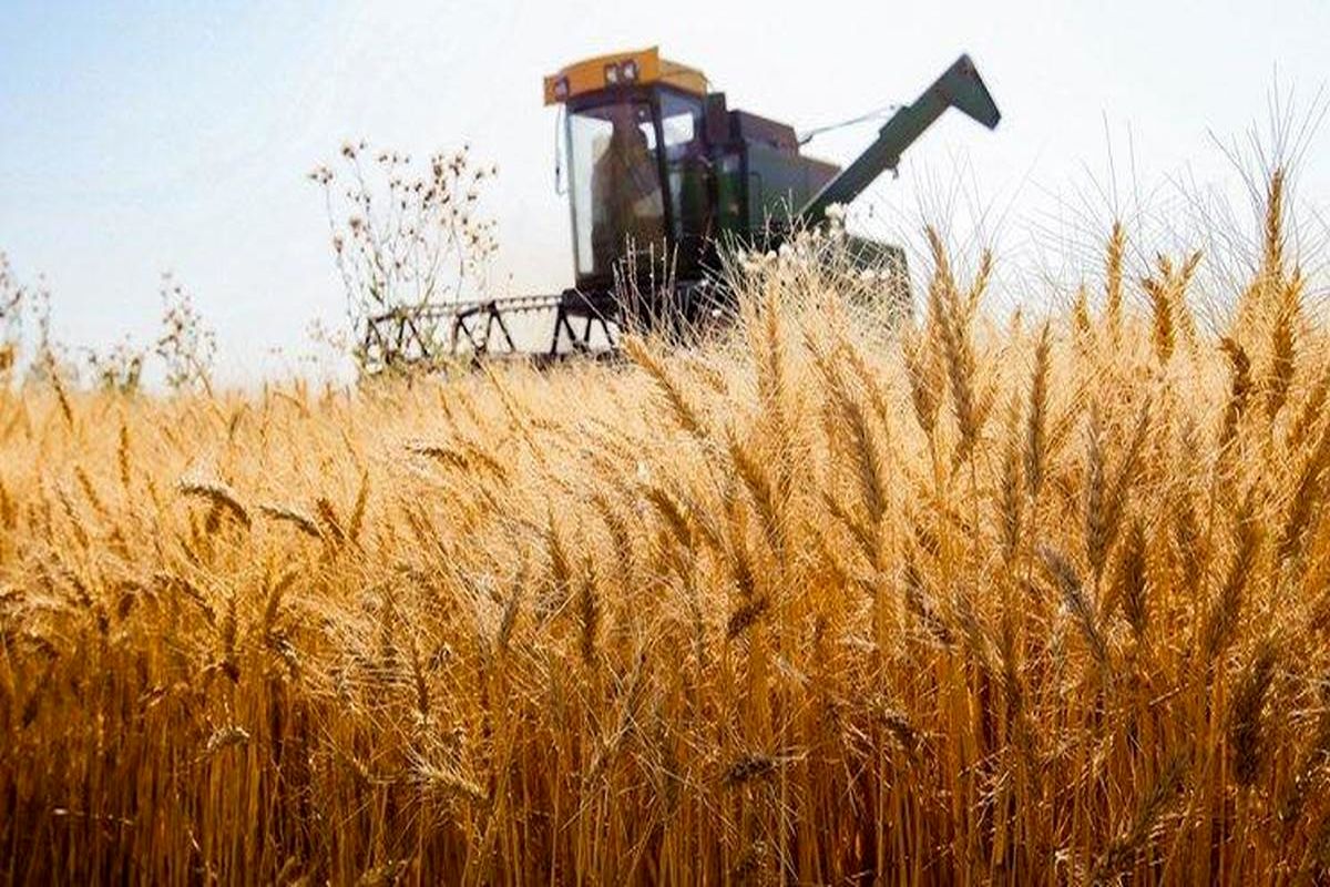 لزوم اتخاذ سیاست‌های موثر برای تولید گندم باکیفیت در آذربایجان شرقی