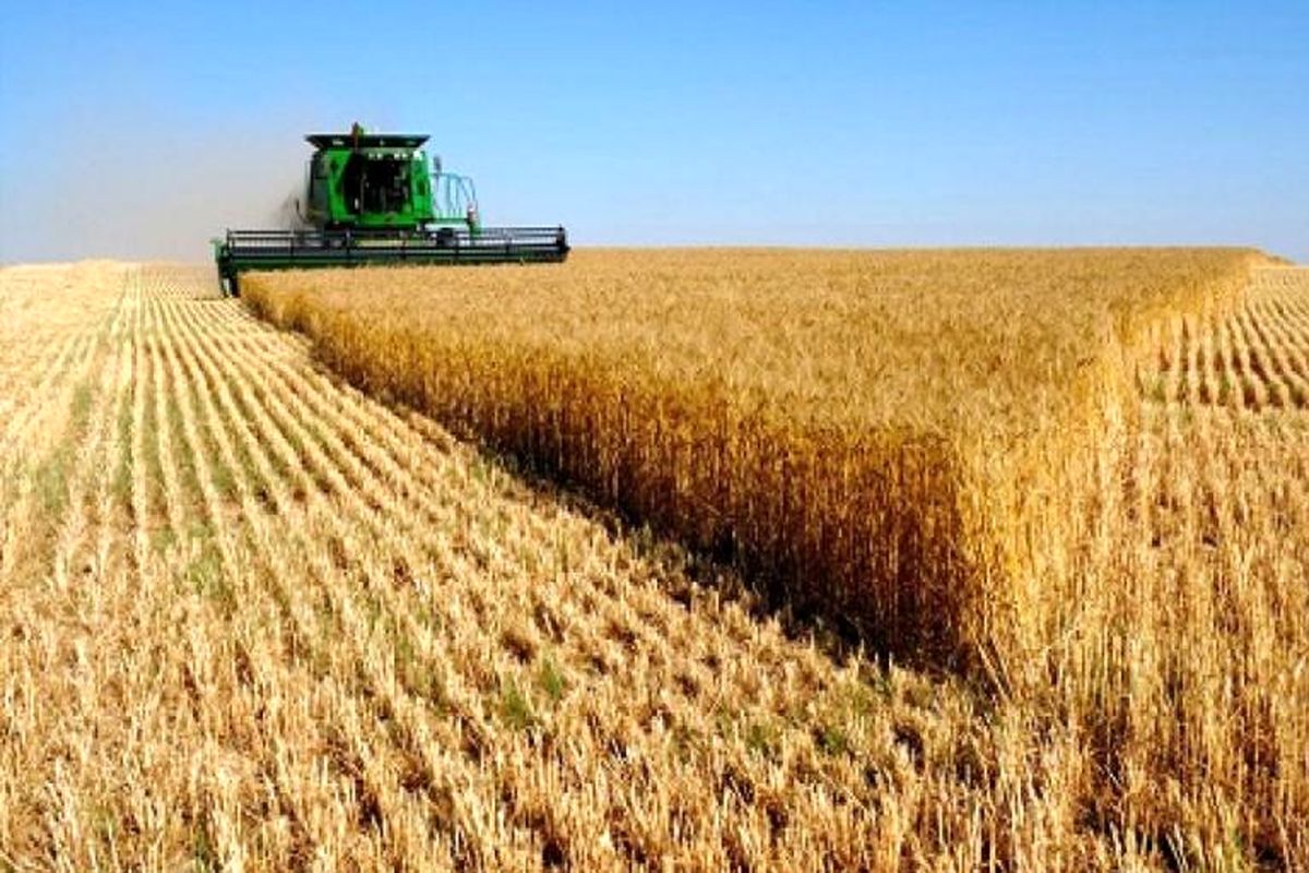 چرا قیمت گندم در جهان افزایش یافت؟