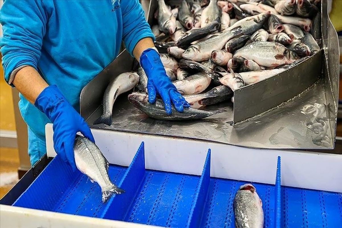 رشد 100 درصدی تولیدات شیلات تا پایان ۱۴۰۴/ صادرات ماهی و میگو ایران به 40 کشور دنیا