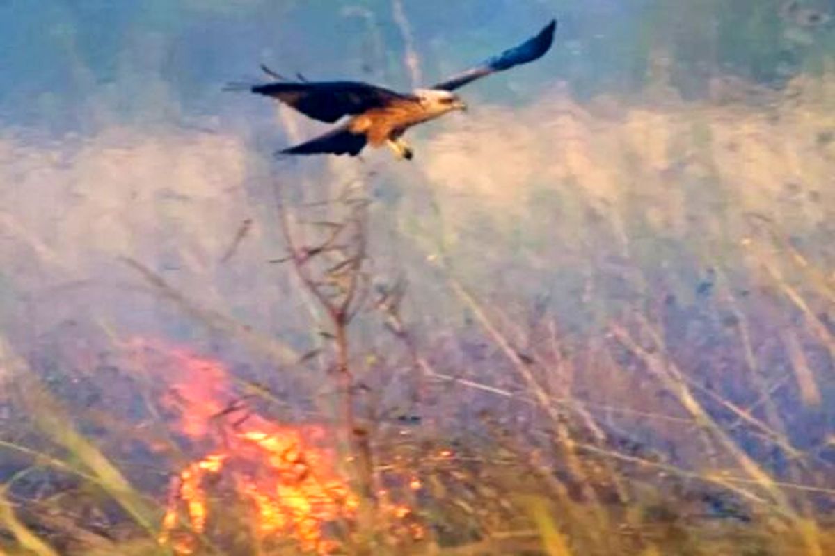 پرنده‌ اسرارآمیز، شکارش را از آتش بیرون کشید+تصاویر