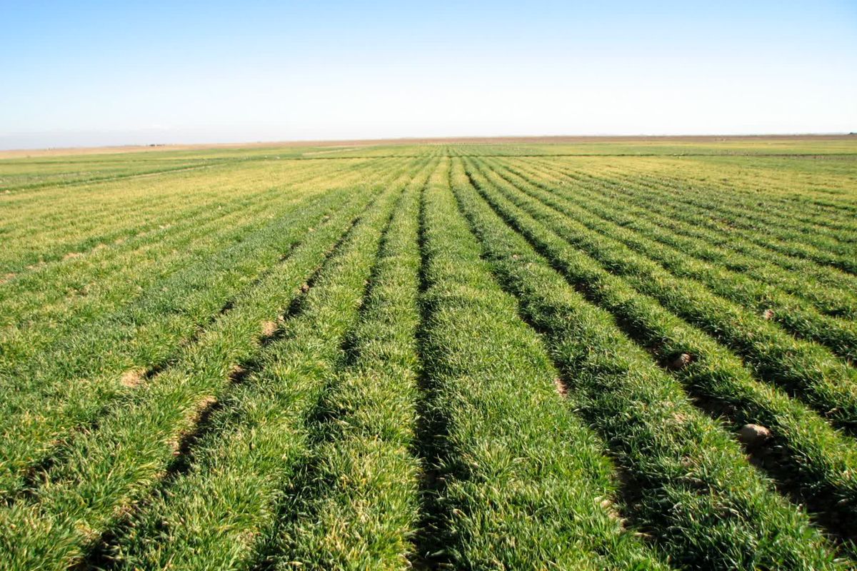 ۶۰ هزار هکتار از مزارع قزوین با ۸ محصول به زیر کشت طرح جهش تولید می رود