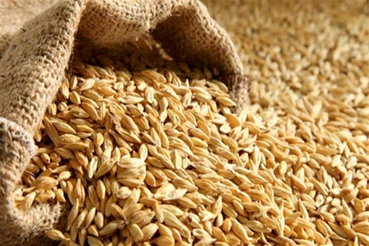 11هزار تن گندم و روغن از آسیای میانه وارد ایران می شود
