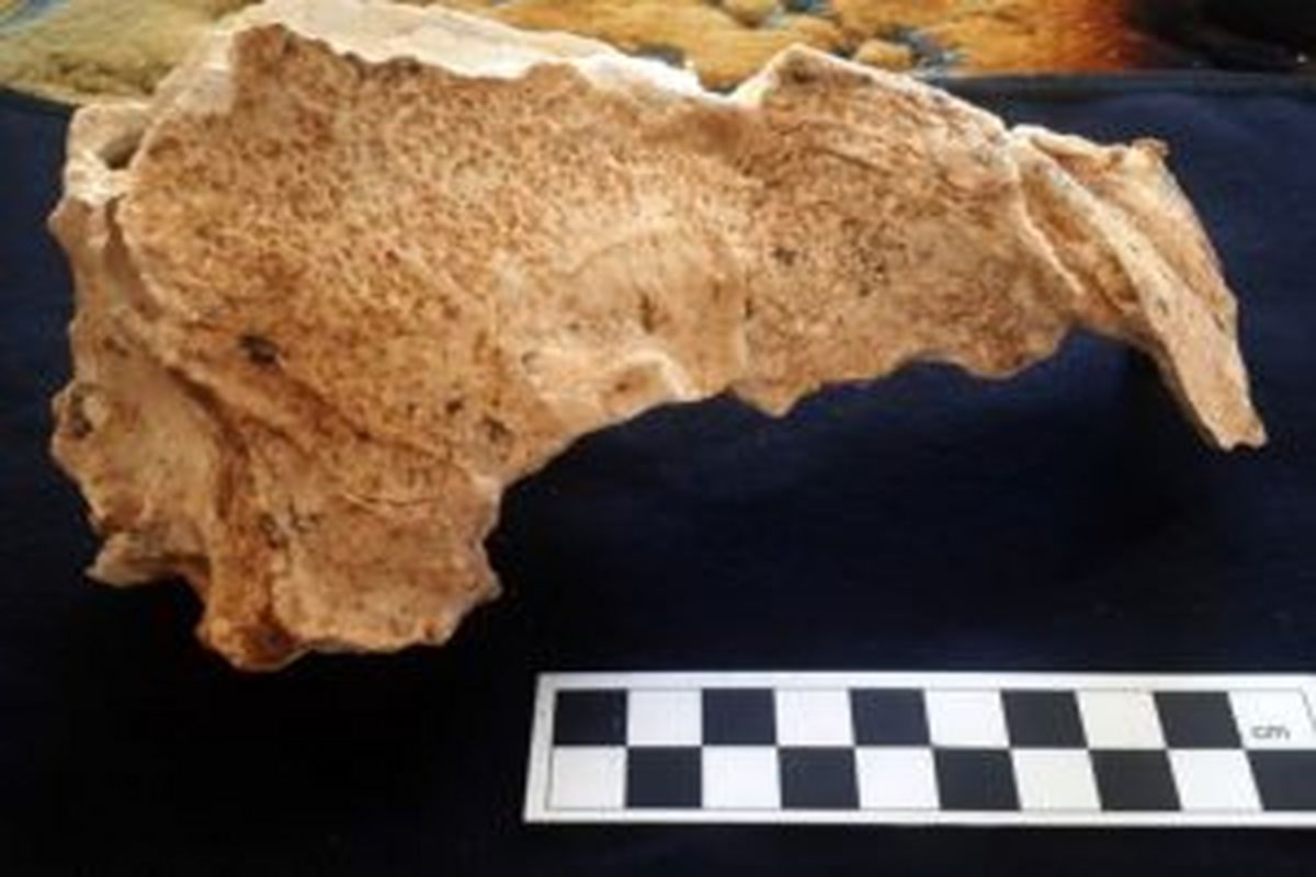  کشف بقایای کفتار غارنشین در قدیمی‌ترین محوطه باستانی ایران در غار قلعه کرد آوج 